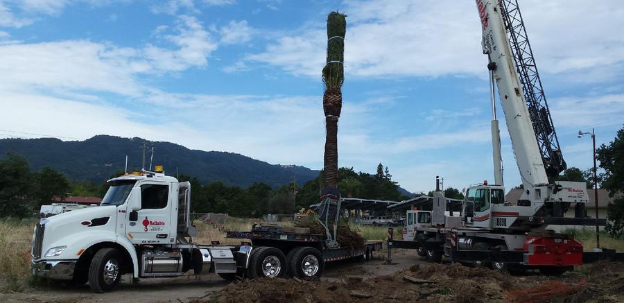 moving a palm tree with 90 ton crane and transport truck